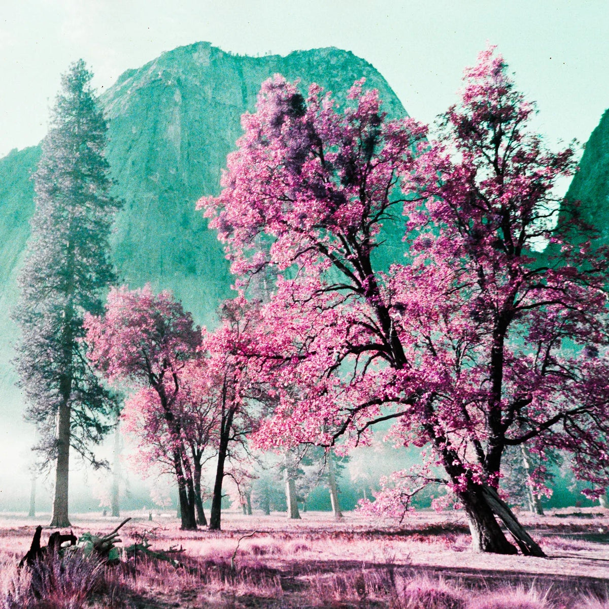 Majestic landscape with pink cherry blossom trees and a mountain in the background