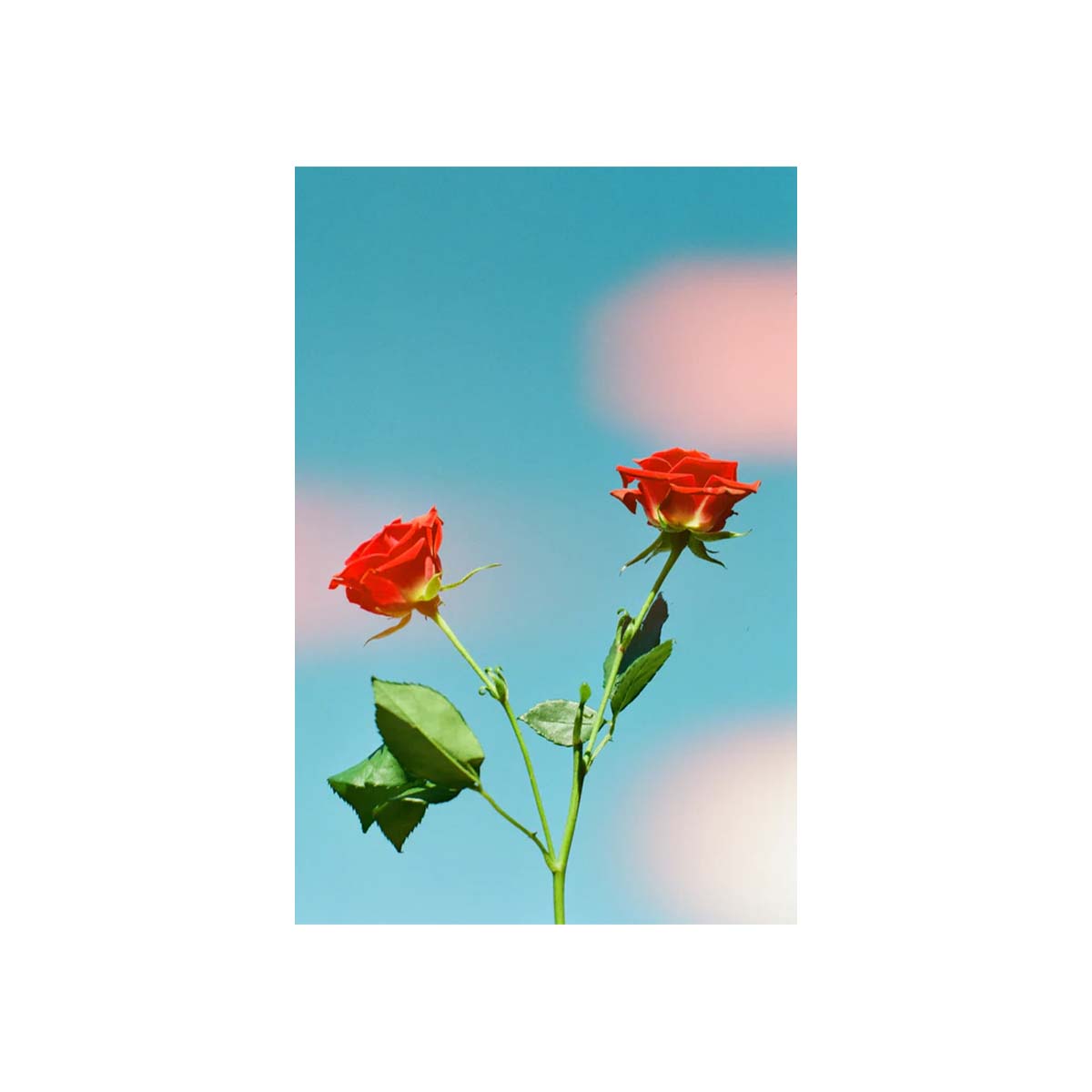 A vertical art print featuring two red roses on a green stem against a bright blue sky with soft pink clouds, displayed on a clean white background.