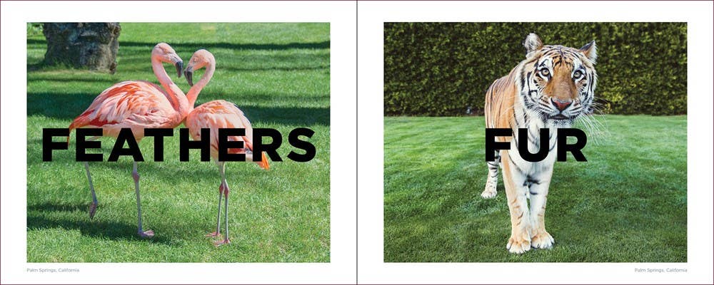 Two images side by side: one of flamingos with 'Feathers' text, the other of a tiger with 'Fur' text.