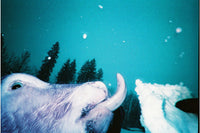Underwater close-up photograph of an otter with its tongue extended, reaching toward a piece of snow, with dark trees and a turquoise-blue water background.