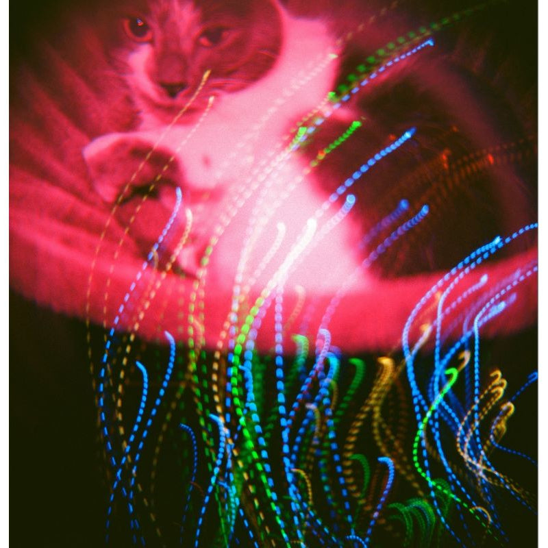 Cat interacting with colorful laser lights