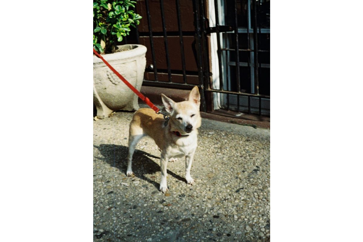 Lomography Color Tiger 110 ISO 200 (110 Film) -Single Roll