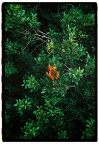 A close-up photograph of dense green foliage with a small cluster of orange dried leaves or seed pods near the center, framed by a dark border.