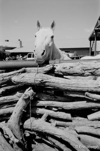 Black and white photograph of a white horse looking over a pile of logs, with farm buildings and people in the background. A copyright watermark for Eric Joseph is visible in the bottom right corner.