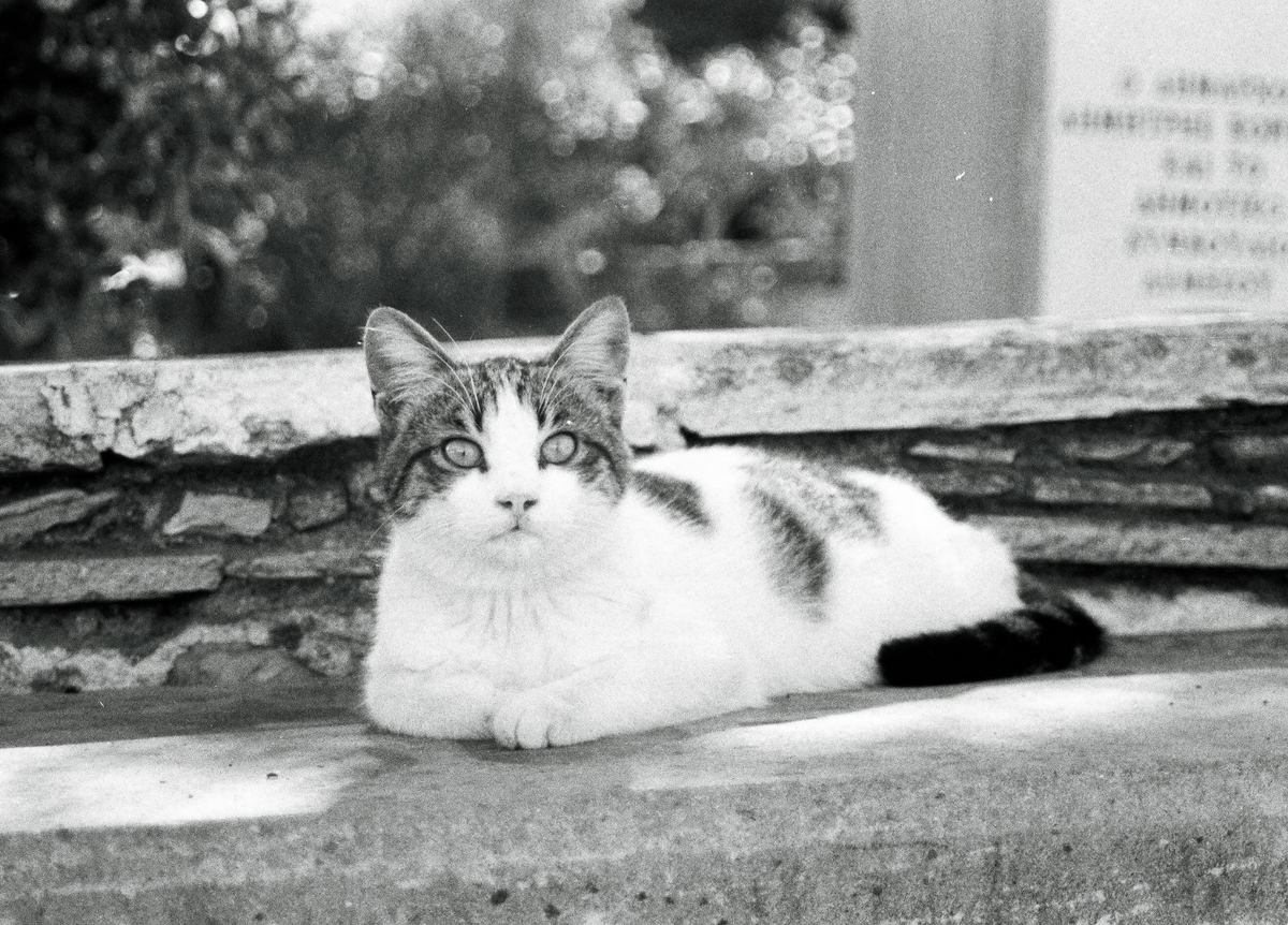 AgfaPhoto Agfapan APX 100 Black and White Negative Film (35mm Roll Film, 36 Exposures)