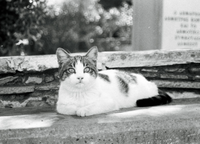 AgfaPhoto Agfapan APX 100 Black and White Negative Film (35mm Roll Film, 36 Exposures)
