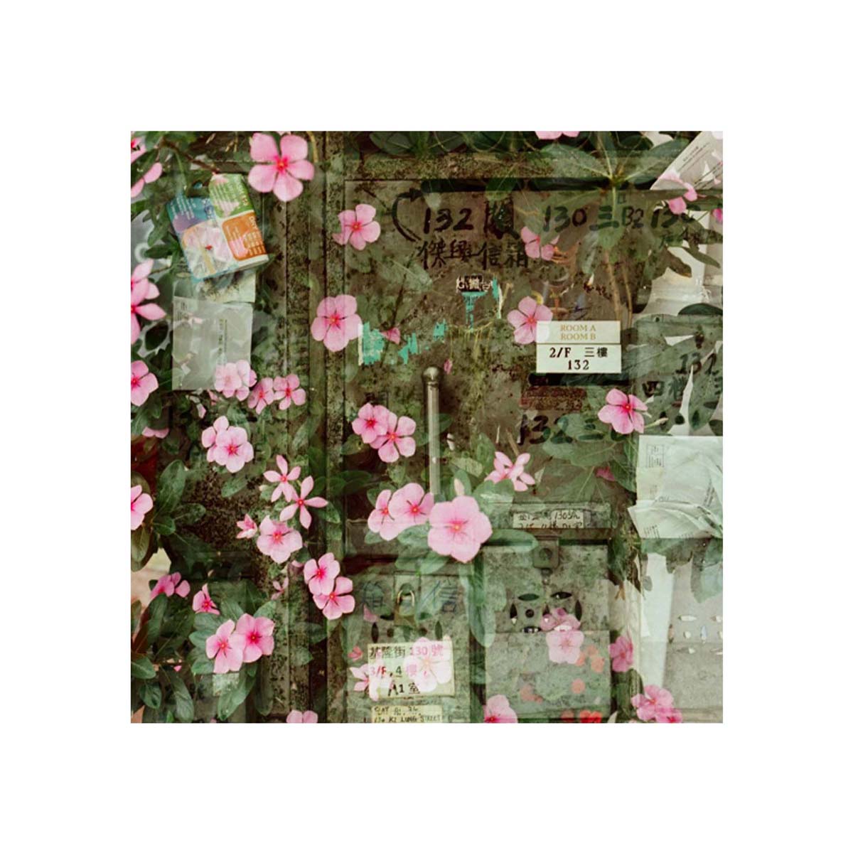 Vibrant pink flowers climbing over a weathered, vintage metal mailbox with cinematic color and fine grain texture.