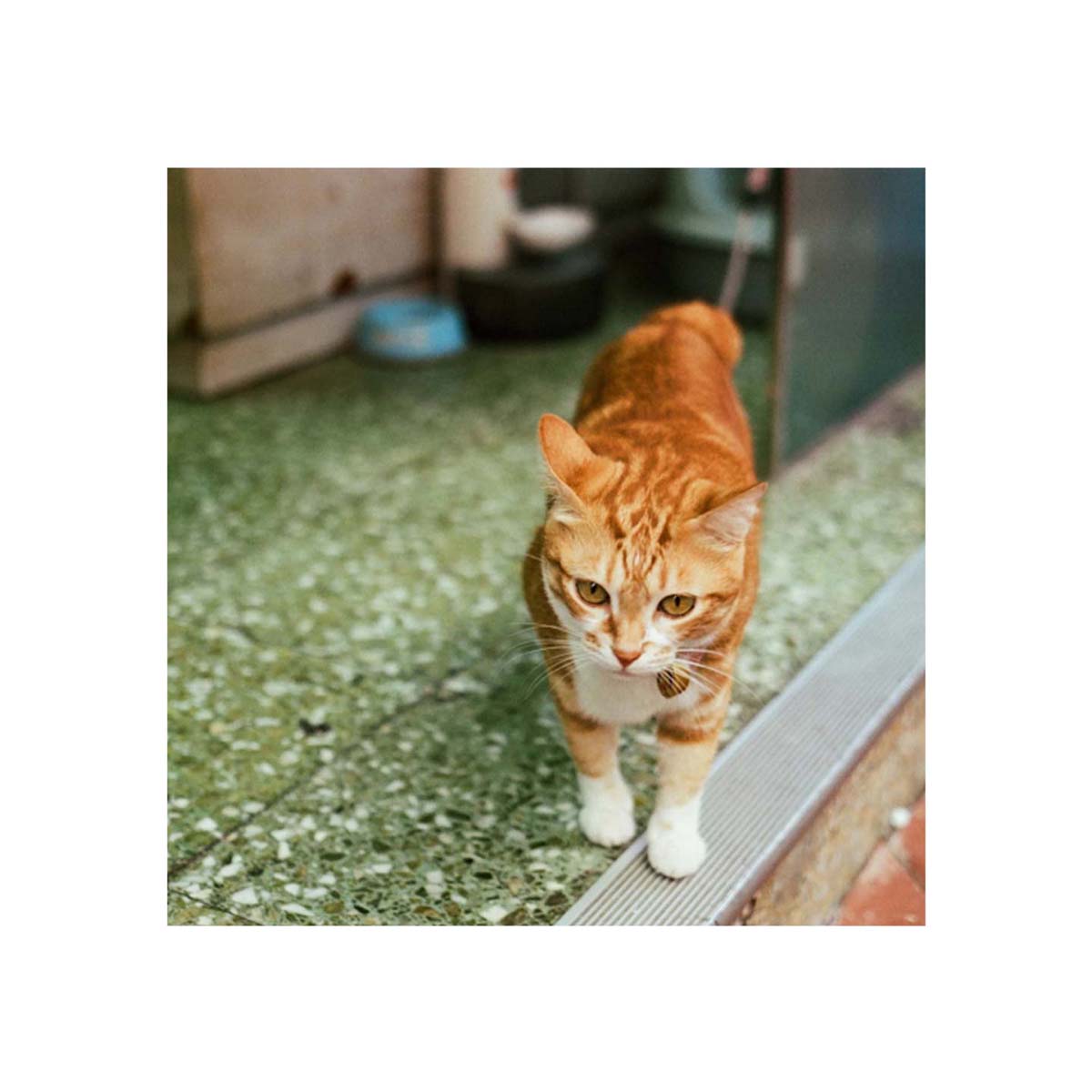 Ginger tabby cat walking on a green speckled floor, captured on Amber D320 35mm color negative film with cinematic tones.