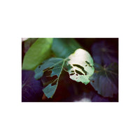 Close-up shot of green leaves with cinematic color tones captured on Amber T200 35mm tungsten-balanced film.