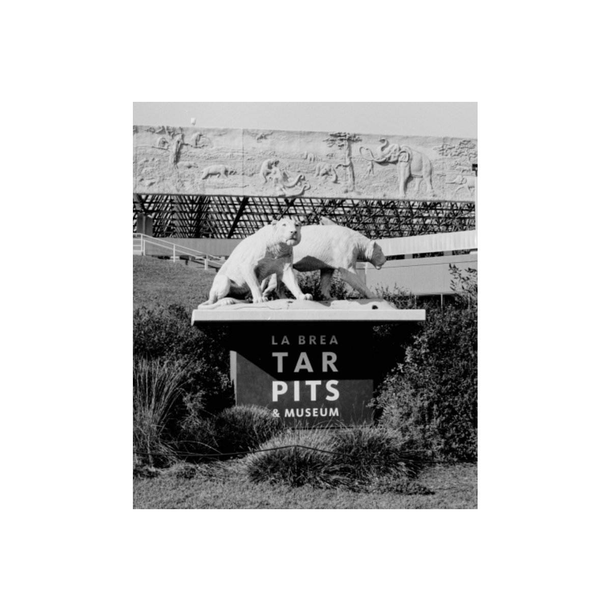 Black and white medium format film shot of the La Brea Tar Pits and Museum sign with saber-toothed cat statues.