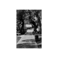 Black and white photograph of a tree-lined path leading to a covered wagon in the distance, with stone walls and large trees framing the scene.