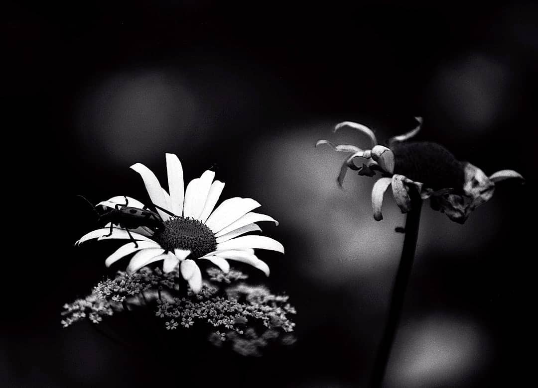 Black and white macro photograph of a daisy with a beetle on its center, set against a dark blurred background with another flower stem on the right.