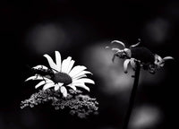 Black and white macro photograph of a daisy with a beetle on its center, set against a dark blurred background with another flower stem on the right.