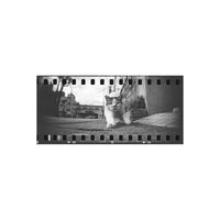 Black and white film-style photograph of a cat walking outdoors on a paved street with buildings in the background, framed by film sprockets and a vintage aesthetic.