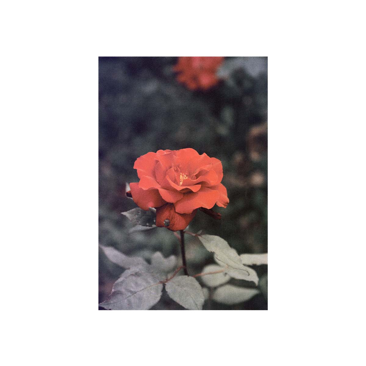 A vertical photographic print of a single red-orange rose with green leaves, centered on a white background.
