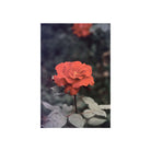 A vertical photographic print of a single red-orange rose with green leaves, centered on a white background.