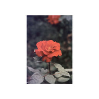 A vertical photographic print of a single red-orange rose with green leaves, centered on a white background.