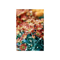 A vertical photographic print of close-up chrysanthemums with red-orange petals, yellow centers, and green foliage, centered on a white background.