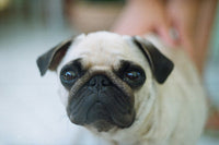 A close-up of a fawn pug dog with a black muzzle and ears, looking directly at the camera with a soft-focus background showing a hand petting it.