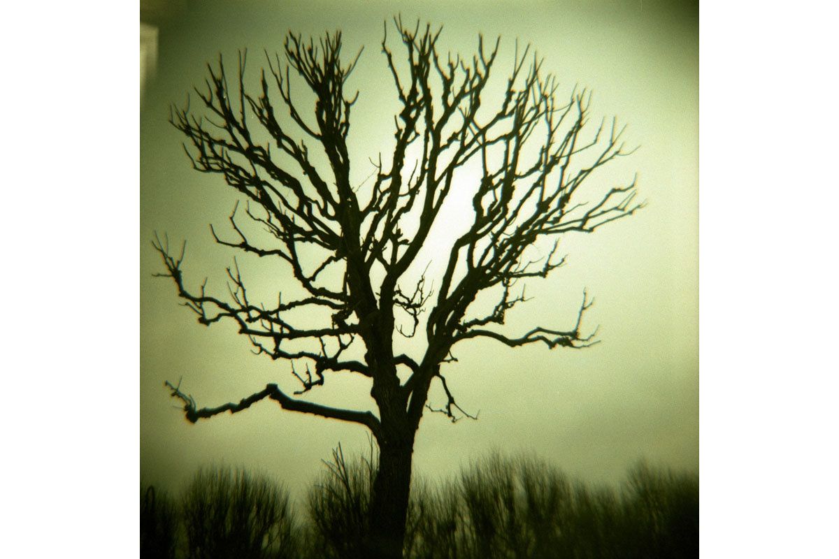 A silhouetted leafless tree with intricate branching against a pale yellow-green sky, with dark grass at the bottom.