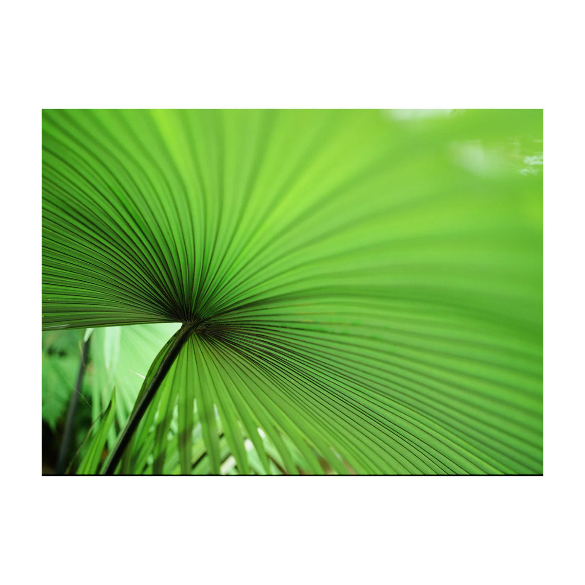 Close-up of a green palm leaf with a white background