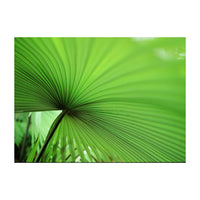 Close-up of a green palm leaf with a white background