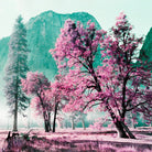 Majestic landscape with pink cherry blossom trees and a mountain in the background