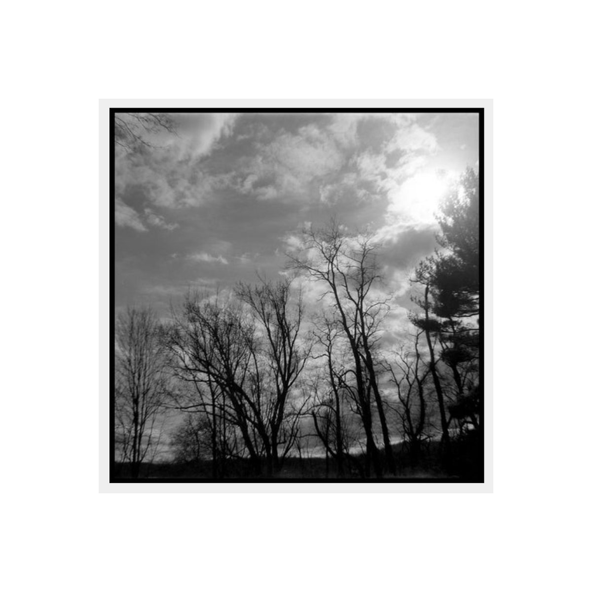 Black and white square-format landscape featuring silhouetted trees against a cloudy sky with bright sunlight.