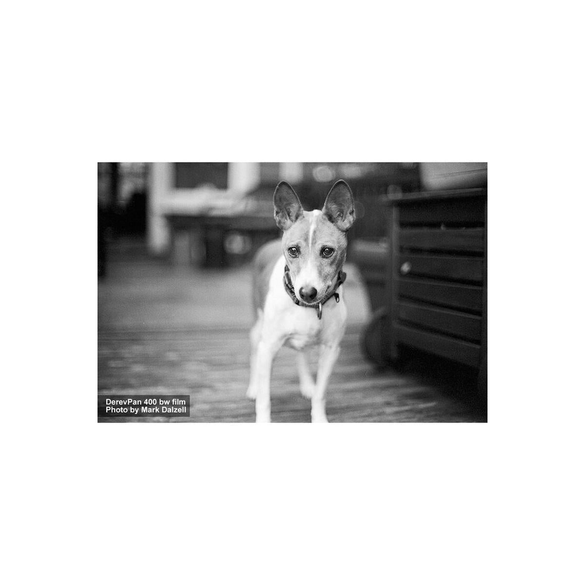 Black and white portrait of a dog captured on FPP Derev Pan 400 35mm film, showcasing sharp grain and high contrast.