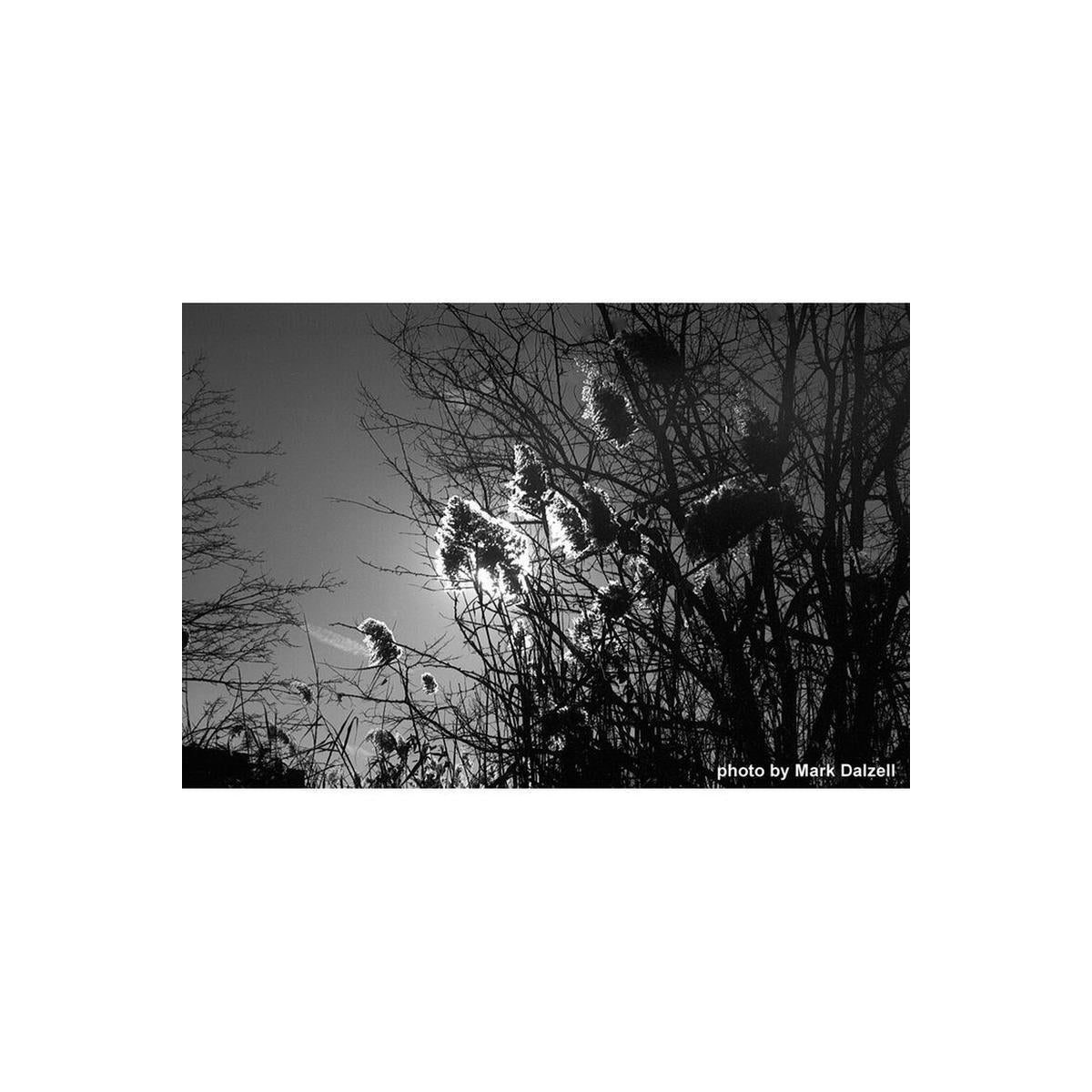 High-contrast black and white landscape shot of backlit reeds and bare tree branches against a bright sky.