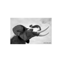 Black and white photograph of an elephant with snow on its ears and trunk, shown in profile against a cloudy sky. A small credit in the lower right reads 'photo by Alex Luyckx'.