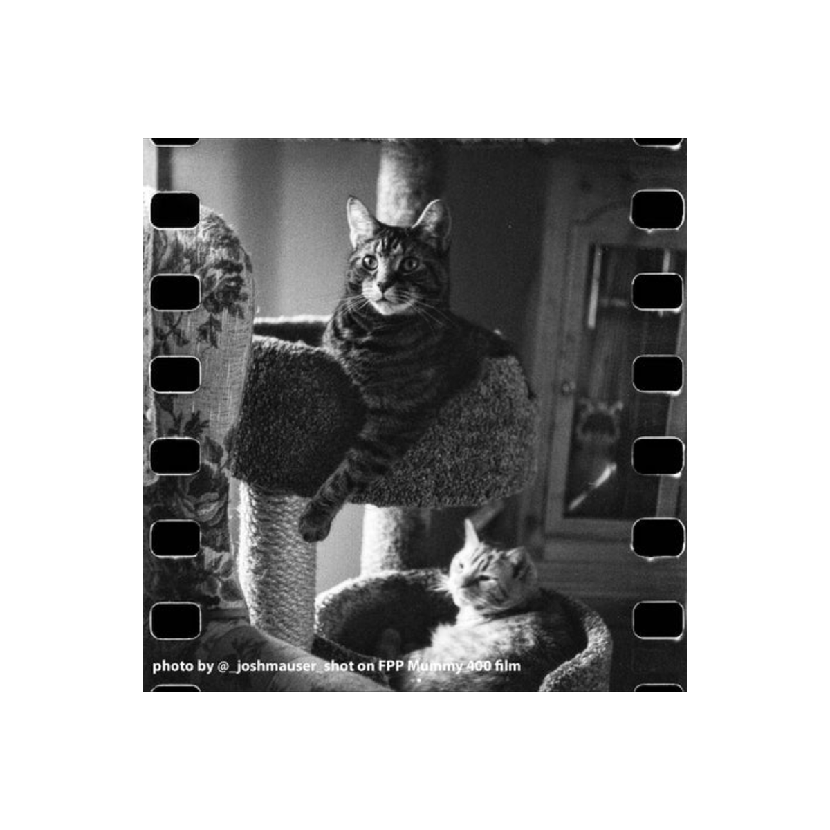 Black & white photograph showing two cats with film spockets shown by Josh Mauser