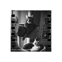 Black & white photograph showing two cats with film spockets shown by Josh Mauser