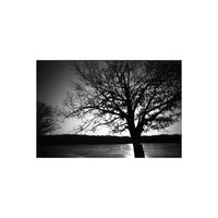 Black and white landscape photograph of a bare tree silhouetted against a bright sky, with a dark treeline and reflective water in the foreground.