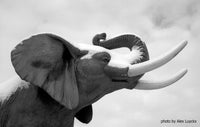 Black and white photograph of an elephant with snow on its ears and trunk, shown in profile against a cloudy sky. A small credit in the lower right reads 'photo by Alex Luyckx'.