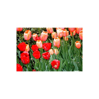 A dense cluster of tulips in shades of red and peach-orange with long green stems and leaves.