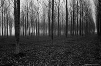 Film Ferrania P33 BW 35mm, 36 exp