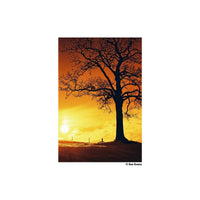 Silhouette of a bare tree against a vibrant, heat-soaked orange and yellow sky captured on HARMAN Red 125 redscale film.