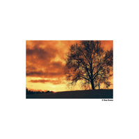 Silhouette of a bare tree against a dramatic, heat-soaked orange and yellow sunset captured on HARMAN Redscale film.
