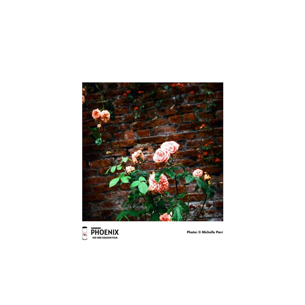 A square art print featuring a photograph of pink roses with green leaves growing against a rustic red-brown brick wall. The print is presented with a white border containing the text 'HARNESS PHOENIX ISO 300 COLOR PAIN' on the bottom left and 'Photo: © Michelle Parr' on the bottom right.