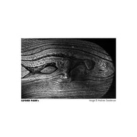 A black and white fine art photograph of a close-up wood grain texture, featuring the text 'ILFORD PANF+' on the bottom left and 'Image © Andrew Sanderson' on the bottom right, centered on a white background.