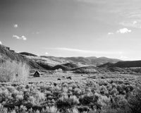 Black and white photo of the desert with cattle and a small structure