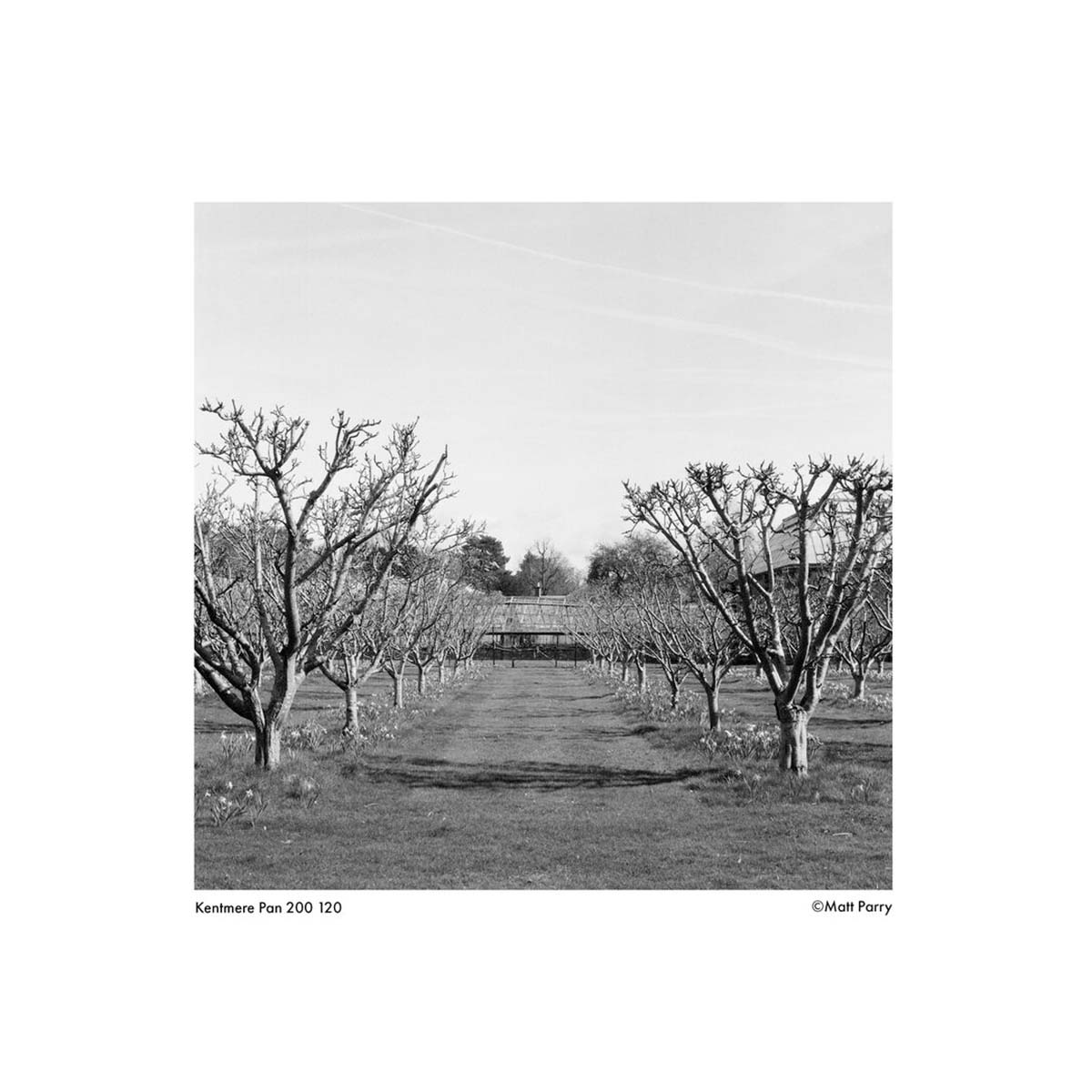 Black and white landscape shot of a leafless orchard path, captured on Kentmere Pan 200 120 film with high contrast.