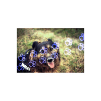Dog portrait captured on KONO! Katz 200 35mm film with playful blue paw print effects overlaid on the frame.