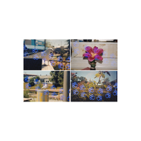Four 35mm film photos featuring blue paw print overlays on scenes of a seagull, a flower, and outdoor landscapes.