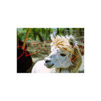 White alpaca portrait captured on KONO! Liebe 35mm film with pre-exposed red heart effects overlaying the frame.