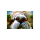 Close-up of a dog's nose with red heart overlays from KONO! Liebe 200 35mm film.