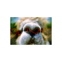Close-up of a dog's nose with red heart overlays from KONO! Liebe 200 35mm film.