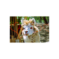 Fluffy white llama portrait captured on 35mm film with pre-exposed red heart effects overlaying the frame.