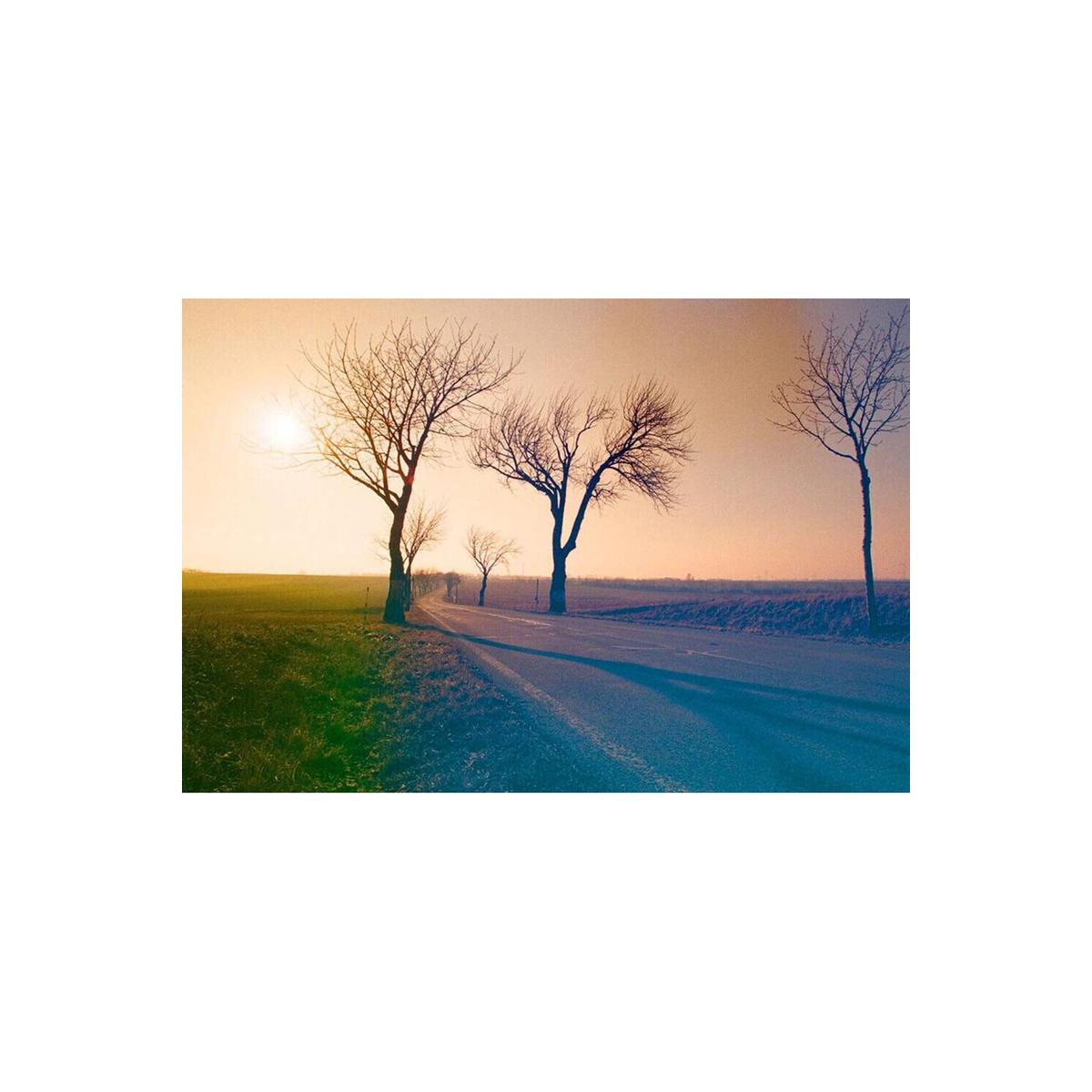 Roadside trees at sunset captured on KONO! Mirage 200 35mm film with warm, hazy tones and soft light.